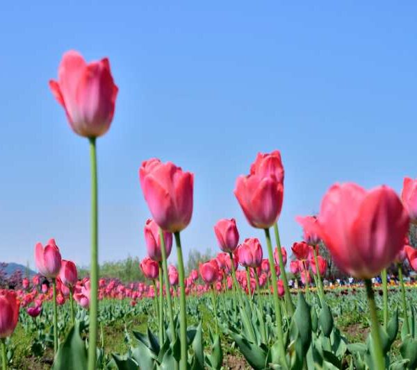 TULIP GARDEN KASHMIR