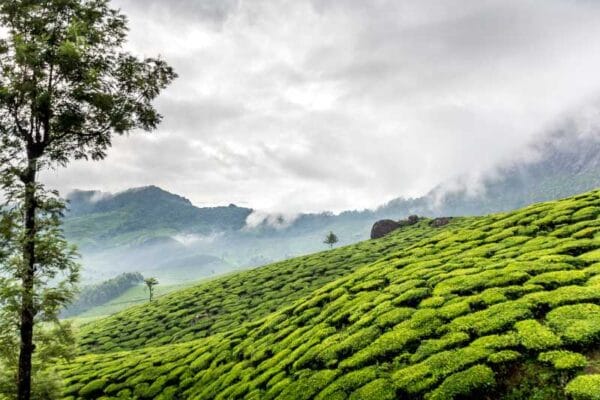 KERALA TOUR PACKAGE MUNNAR TEA GARDEN