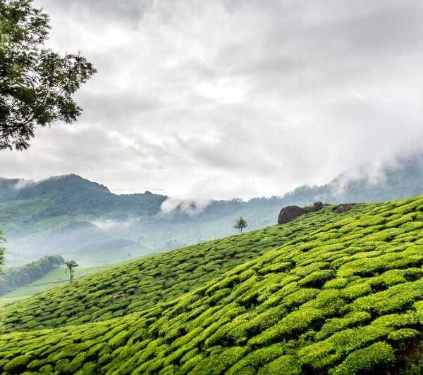 KERALA TOUR PACKAGE MUNNAR TEA GARDEN