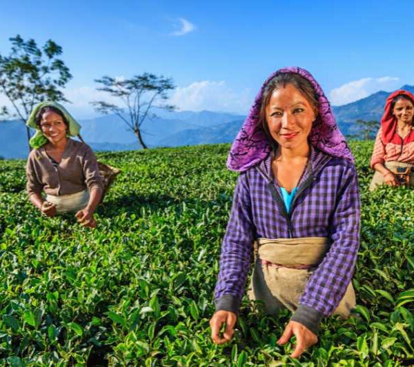 DARJEELING TEA GARDEN TOUR