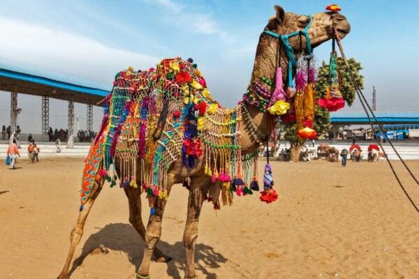 PUSHKAR FAIR